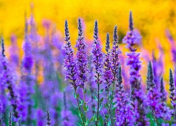 又有爆料称大锤并未开发《使命召唤：高级战争2》